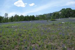 Mind warping fields of larkspur [fri jul 5 15:38:26 mdt 2019]